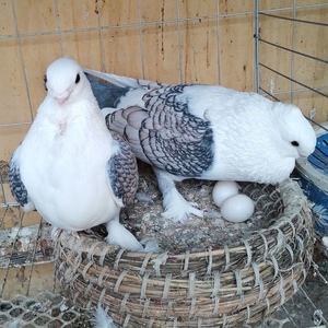 观赏鸽子大全种蛋可孵化各种受精蛋一对摩登那凤尾淑女两头乌正宗