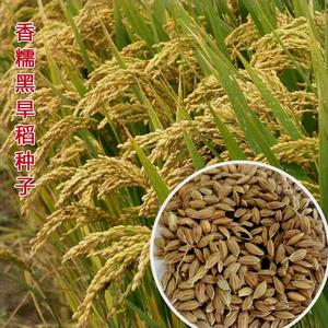 黑米种子旱稻新种黑香米水稻种子稻谷种籽优质高产无染色外黑内白