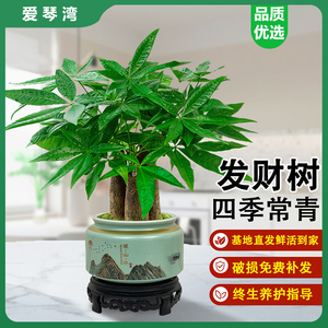 发财树小盆栽室内植物水培客厅招财摆件新款花卉绿植盆景好养易活