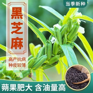 黑芝麻种子籽孑早熟高产含油高种植滋养用种孑白芝麻种籽菜种籽