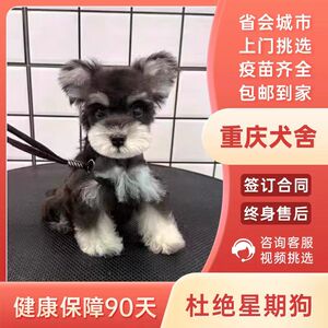[重庆犬舍]纯种雪纳瑞幼犬黑银椒盐色白色飞耳米奇耳小型宠物狗狗