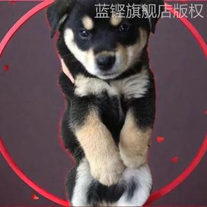 中华田园犬幼犬长不大小型狗子宠物小土狗奶狗家养狗崽活狗活体狗