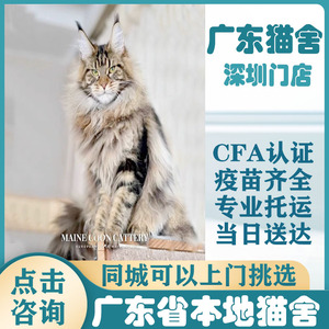 【广东猫舍】纯种缅因猫幼猫巨型长毛赛级血统烟灰银红虎斑宠物猫