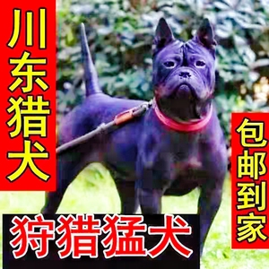川东猎犬幼犬邻水狗中大型狩猎犬打猎狗大头中华田园犬看家狗短毛
