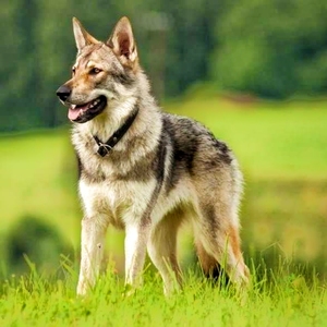 捷克狼犬幼犬活体狼系血统杰克狼狼青青犬护卫犬巨型宠物狗物幼崽