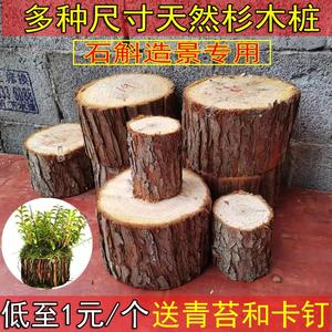 新疆西藏包邮种铁皮石斛专用杉木桩圆木木头diy洋兰石斛苗种植原