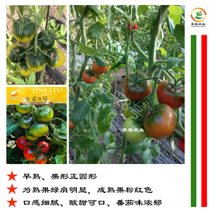 京采8号草莓番茄种子 北京现代农夫绿肩浓口感好东北铁皮柿子种籽