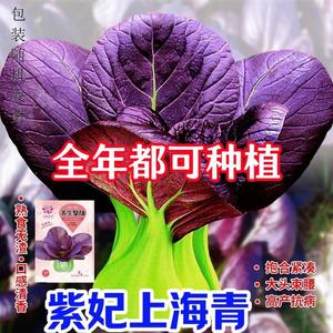 紫妃上海青种子紫油苏州青紫罗兰青梗菜籽耐热耐寒紫上海青油菜籽