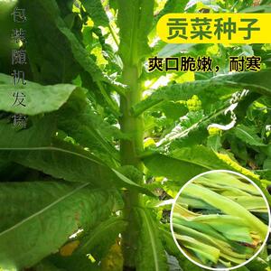 宫廷贡菜种子四季耐高温抗寒苔乾菜种籽响菜籽山蛰菜 色蔬菜种孑