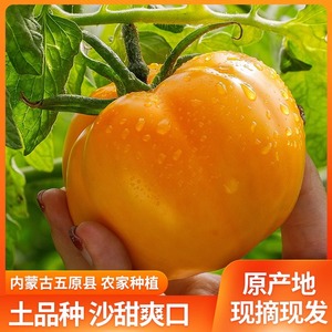 内蒙古五原新鲜黄柿子沙瓤自然熟现摘黄色西红柿水果番茄蔬菜生吃