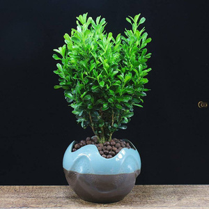 新品千年矮树苗黄杨盆景耐寒办公室内盆栽四季常青好养客厅花卉庭
