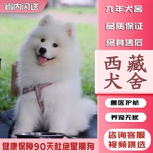 【西藏犬舍】纯种萨摩耶幼犬血统白色澳版雪橇萨摩耶犬幼崽宠物