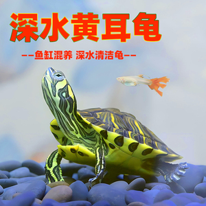 深水黄耳龟鱼缸混养冷水小乌龟活物适合家养的热带淡水观赏吃粪龟