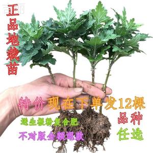 大菊花苗13.8元12棵四季开花杭州白菊食用菊花盆栽室内观花植物