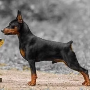 杜宾犬活体纯种幼崽巨型护卫犬德国赛级犬大型宠物狗狗小杜宾幼犬
