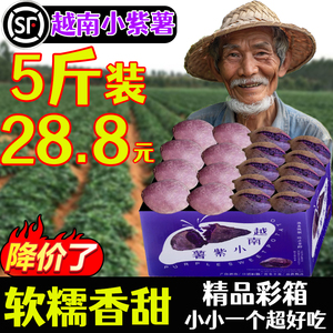 正宗越南小紫薯珍珠板栗紫薯新鲜粉糯甜紫红地瓜现挖沙地番薯5斤