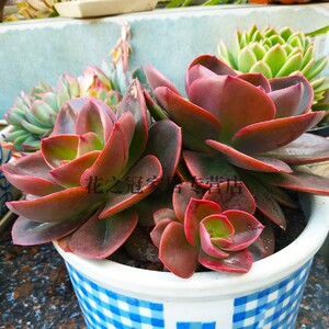 大河之舞多肉多肉植物盆栽老桩花卉组合植物室内