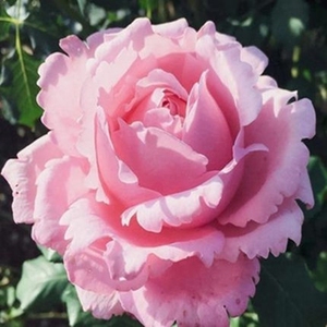 索菲罗莎月季新品法国玫瑰大花浓香花苗四季开花阳台庭院耐寒抗病