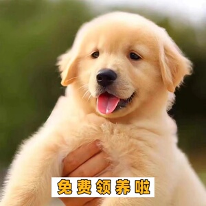 费领养纯种金毛幼犬活体宠物大骨架血统巡回犬宠物狗_阿里巴巴找货