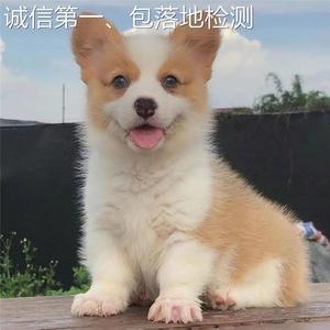 纯种柯基幼犬活卡迪根威尔士双血统三色小短腿小型犬家养宠物体狗