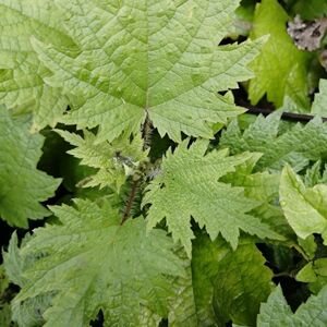 80屈氏国医养生堂淘宝中药材野生麻叶磨盘草叶 洗发护发 茼麻响耳草