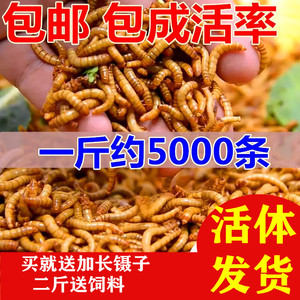 仓鼠食物 昆虫 鸟类 鱼类 乌龟 蚂蚁青蛙 面包虫 黄粉虫