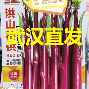武汉洪山菜苔种子高产耐寒阳台盆栽蔬菜新鲜种子当季特级紫红农家