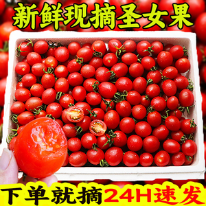 新鲜圣女果小番茄5斤当季整箱包邮蔬菜生吃西红柿非千禧果蔬菜籽9