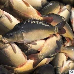 东北支江三道鳞鱼淡水鱼无鳞鱼鲜活速冻特大号三道鳞鲤鱼食用新鲜