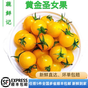 新鲜黄色小番茄500g 圣女果新鲜水果蔬菜沙拉食材 满5件包邮