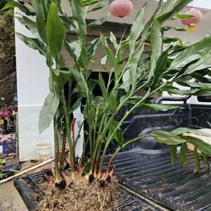 洋菏姜苗 洋合苗洋河姜苗洋火姜种植简单高成活家庭园艺新鲜现挖