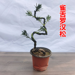 直销韵沃罗汉松树苗造型盆景球型植物庭院阳台室外耐寒绿Y植四季