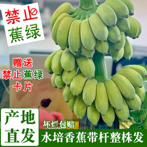 整串条带杆水培香蕉花禁止蕉绿新鲜小米蕉办公室插花芭蕉观赏绿植