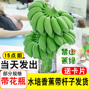 整串条带杆水培香蕉花禁止蕉绿新鲜小米蕉办公室插花芭蕉观赏绿植