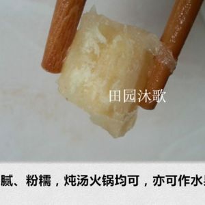 葛根苗子包邮广西藤县无渣黄金粉葛苗营养杯带土发货春播种子