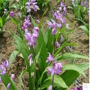 白芨种子 紫花三叉大白芨种子不是水白及种籽药材