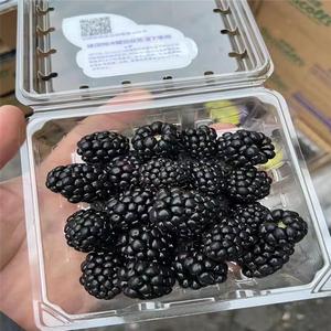 顺丰 云南怡颗莓黑莓新鲜覆盆子水果黑树莓果桑葚125g/盒