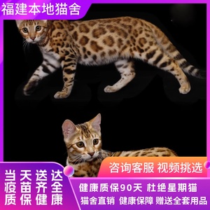 【福建猫舍】纯种孟加拉豹猫血统短毛金豹银豹雪豹空心大玫瑰猫咪