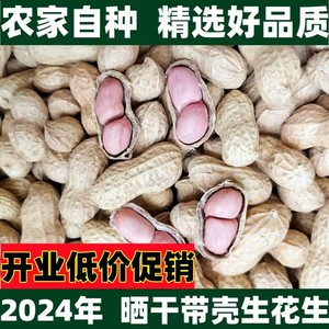 2024年新货干花生带壳生花生晒干新鲜花生米生的粉皮散装白沙榨油