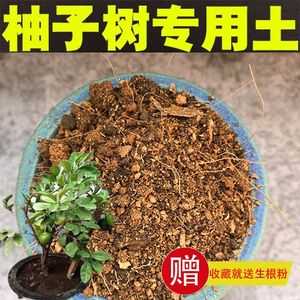 柚子树土盆栽酸性沙质泥炭红土壤柚子树果树绿植种植土营养土肥料