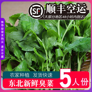 【顺丰空运】东北新鲜臭菜蘸酱小菜农家自种新鲜蔬菜大叶臭菜蔬菜