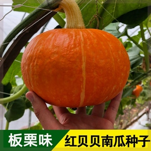 红贝贝南瓜种子板栗香甜粉糯红皮小金瓜种籽四季阳台农家蔬菜种孑