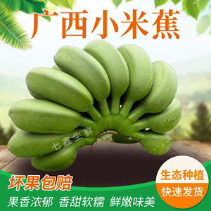 生态小米蕉自然成熟应季水果小香蕉新鲜发货产地绿蕉整箱现摘现发