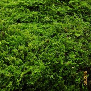 苔藓植物【1000平方厘米一份】野生新鲜苔藓青苔水苔景观瓶微景观