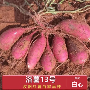 白心板栗红薯河南洛阳高山丘陵旱地新鲜地瓜农家自种粉面香甜5斤