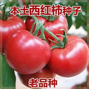 (超好吃)高产大番茄种子超甜超大红果大西红柿种子高温蔬菜