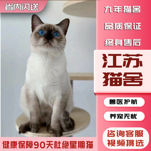 【江苏猫舍】纯种暹罗猫幼猫海豹重点色暹罗幼猫大黑脸蓝眼猫咪