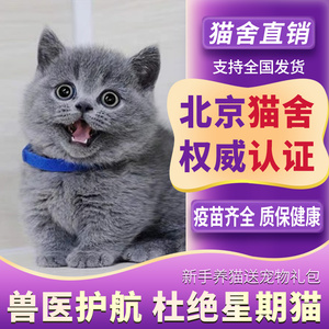 【北京猫舍】蓝猫英短幼猫银渐层猫咪活物美短大猫活体英国短毛猫
