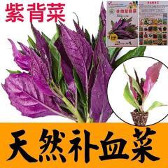 种紫天葵子然背天血菜皮菜红凤菜四川特色营养观音菜蔬菜种籽