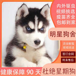 西伯利亚雪橇犬 _ 宁波纯种双蓝眼哈士奇活体二哈幼犬三把火西伯利亚